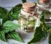 Properties-nettle-plant-2